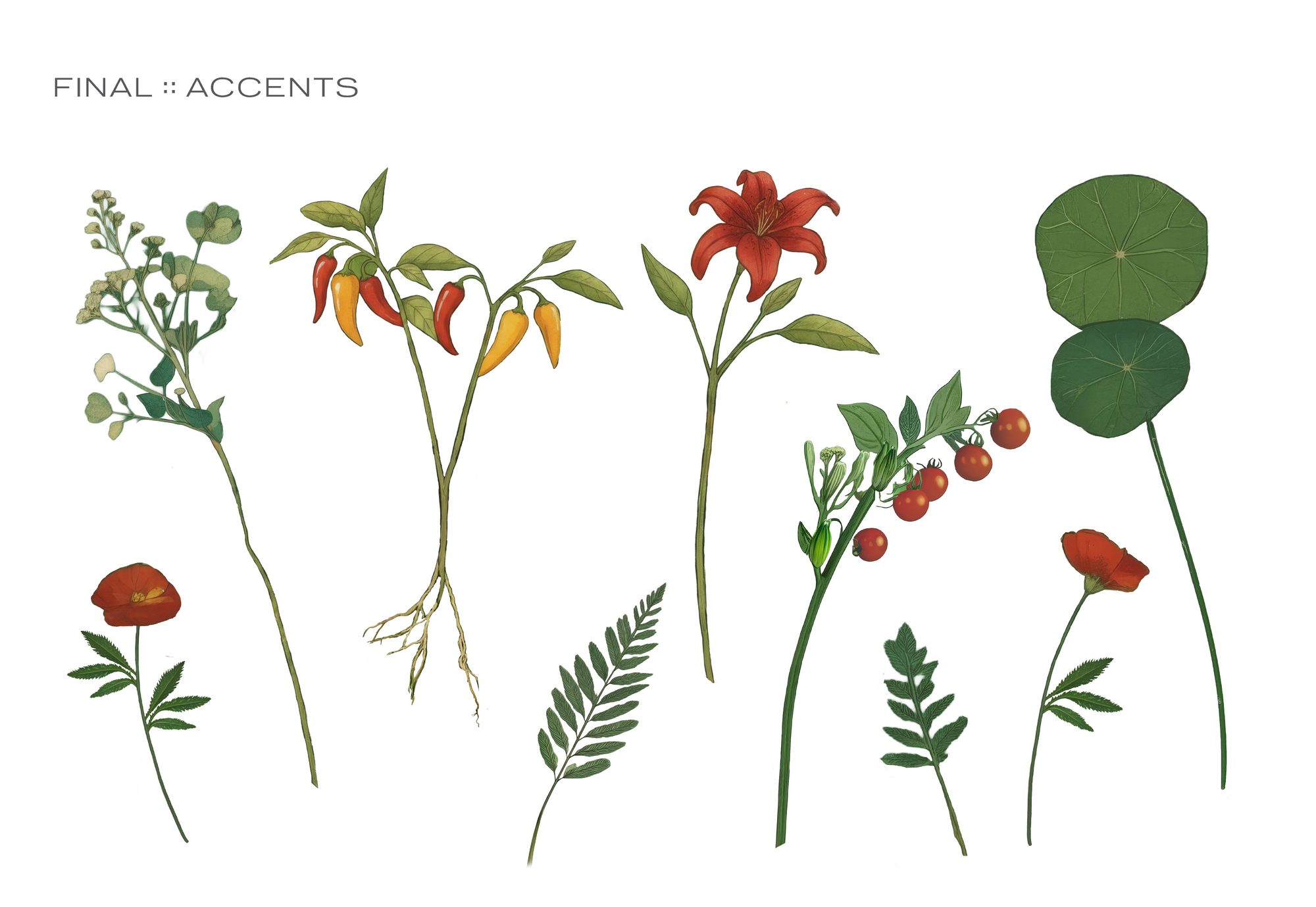 Botanical accent set: wildflower stems, chili peppers with roots, a red lily, fern fronds, a cherry tomato vine, red poppies and nasturtium leaves